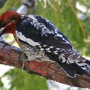 Red-breasted Sapsucker